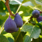 Anjeer Plant ( Fig Tree )