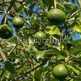 Avocado or Avacado Plant (Seedling)