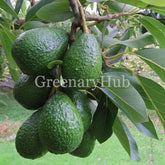 Avocado or Avacado Plant (Grafted)
