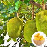 Jackfruit Grafting Plant