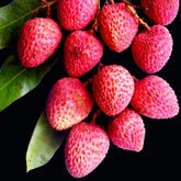 Litchi, Lychee or Lichi Plant (seed less & air layered) Fruit Plant & Trees