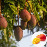 Miyazaki Mango Plant (Grafted)