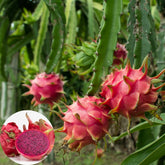 Red Flesh Dragon Fruit Plant