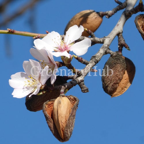 Almond Fruit Plant – Complete Growing Guide, Varieties & Care