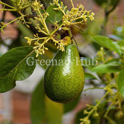 How to Grow Avocado Trees: Complete Care Guide