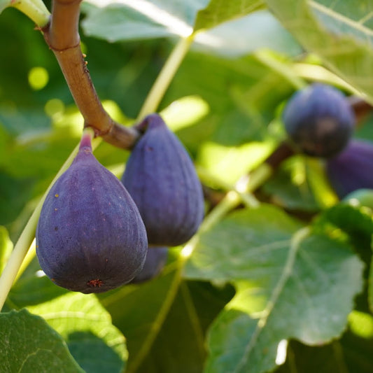 Grow Anjeer Trees at Home: Complete Care Guide for India