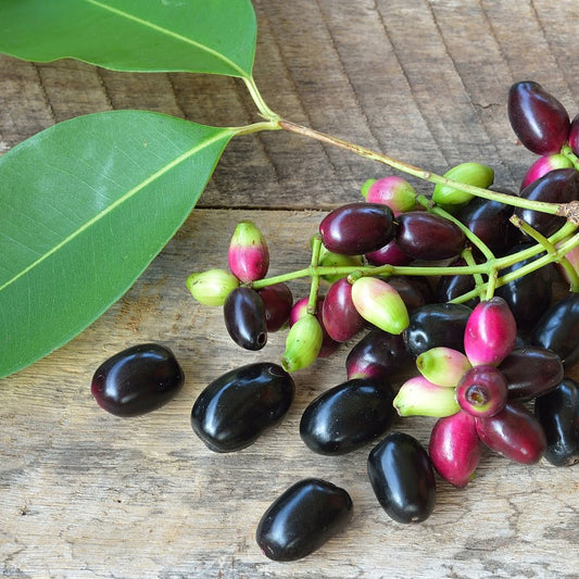 Jamun Fruit Plant (Syzygium cumini) – Growing Guide, Varieties & Care