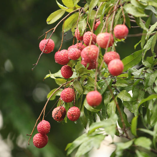Litchi Fruit Plant – Complete Growing Guide, Varieties & Care