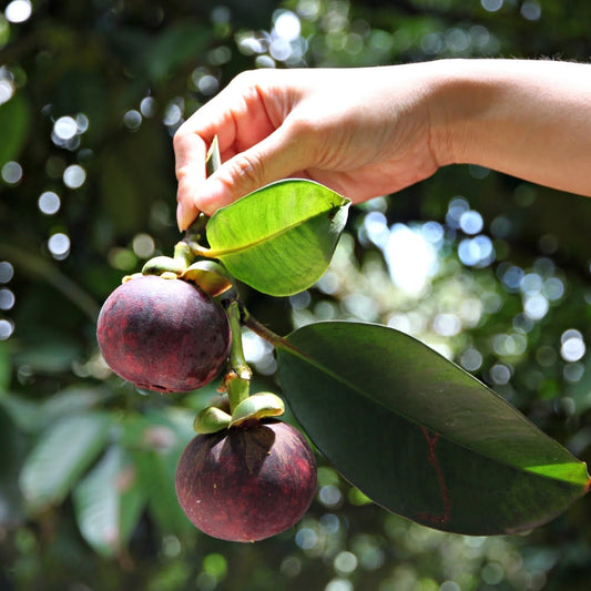 Mangosteen Growing Guide: Care, Fruiting, Indian Cultivation