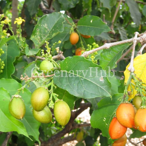Peanut Butter Fruit Plant: Complete Growing Guide, Care, Varieties & Fruiting