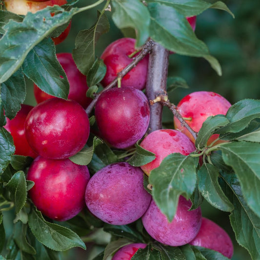 Aloo Bukhara plant for garden