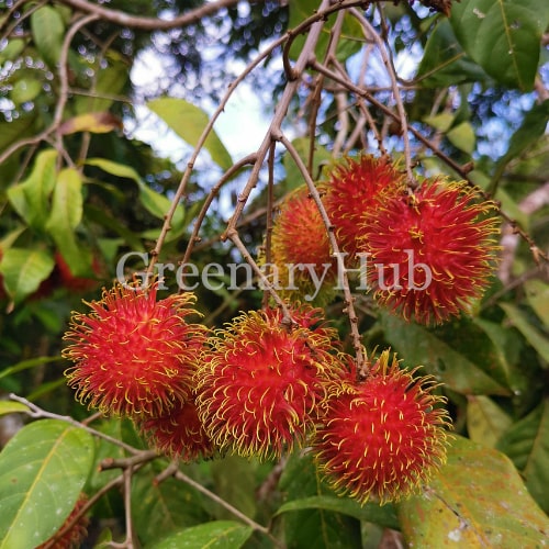 Rambutan Plant – Complete Growing Guide, Varieties & Care