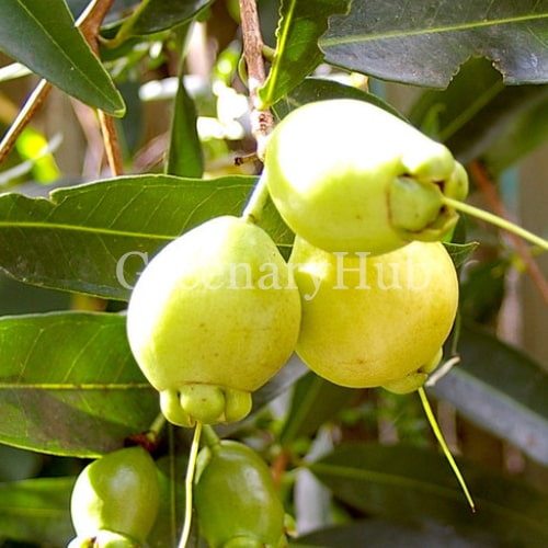 Rose Apple Plant: How to Grow and Care for Rose Apple Trees