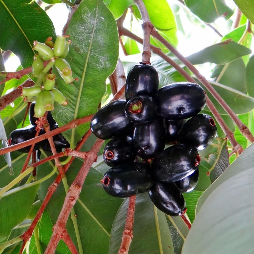 Black Jamun Fruit ( Grafted & Early Fruiting ) Plant