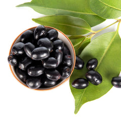 Black Jamun Fruit ( Grafted & Early Fruiting ) Plant