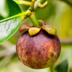 Mangosteen Plant