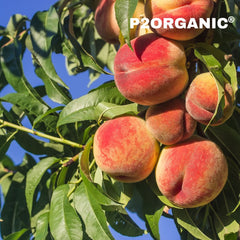 Peach or Aadu Fruit Plant – Grafted Peach Tree