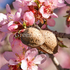 Almond Plant
