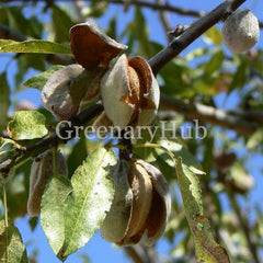 Almond Plant
