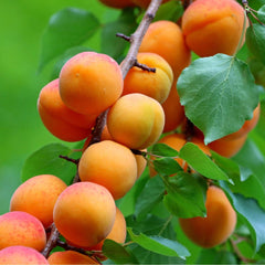 Apricot Plant