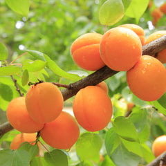 Apricot Plant