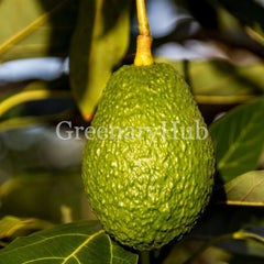 Avocado or Avacado Plant (Grafted)