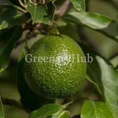 Avocado or Avacado Plant (Seedling)
