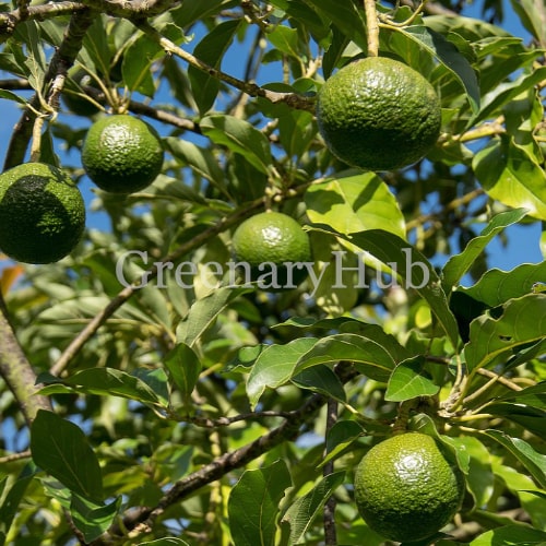 Avocado or Avacado Plant (Seedling)