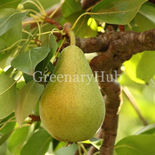Babughosa Indian pear plant