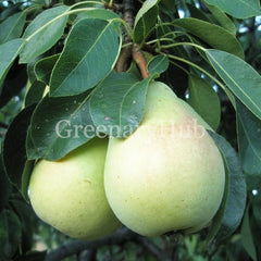 Babugosha pear fruit plant