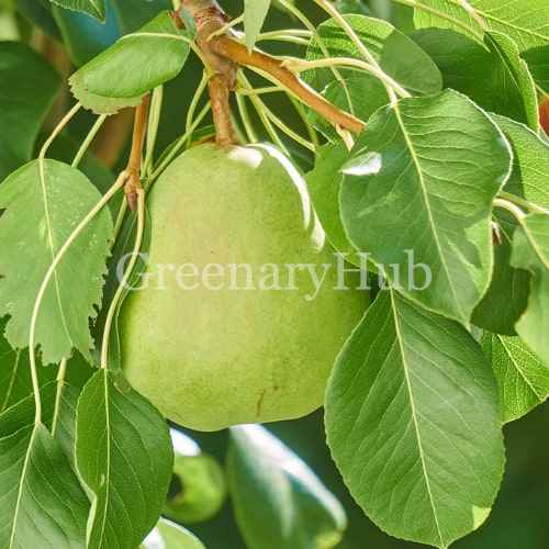 A green pear hanging from a tree branch with surrounding green leaves. A semi-transparent 'GreenaryHub' watermark is visible across the center.