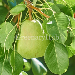 A green pear hanging from a tree branch with surrounding green leaves. A semi-transparent 'GreenaryHub' watermark is visible across the center.