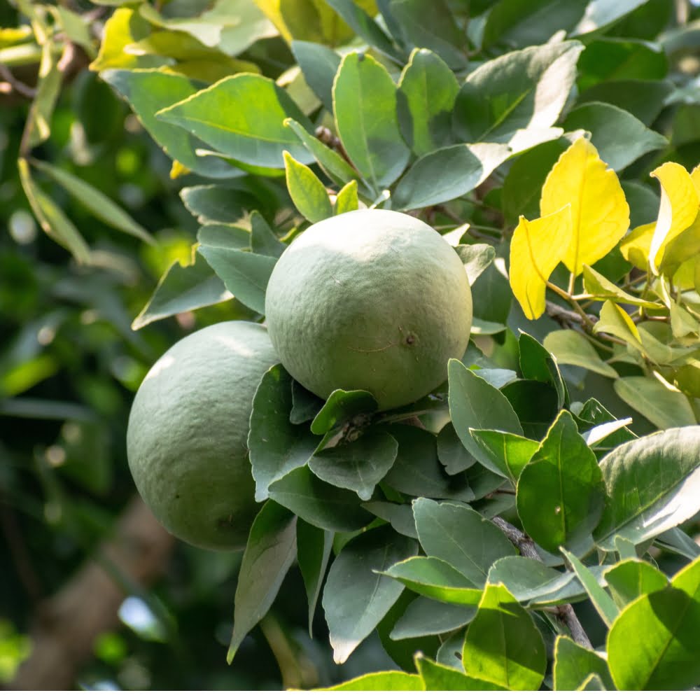 Indian Bael Grafting Fruit Plant