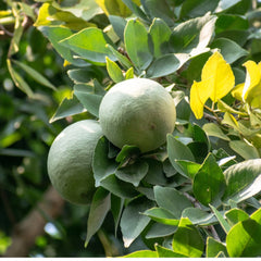 Indian Bael Grafting Fruit Plant