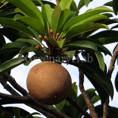 Sapota, Chikoo, Chiku Grafted Plant