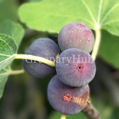 Anjeer Plant ( Fig Tree )