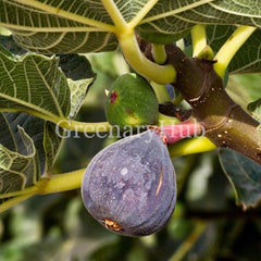 Anjeer Plant ( Fig Tree )