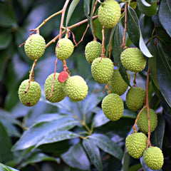 Litchi, Lychee or  Lichi Plant (seed less & air layered) Fruit Plant & Trees