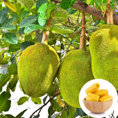 Jackfruit Grafting Plant
