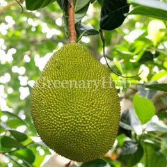 Jackfruit Grafting Plant