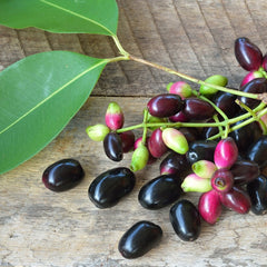 Black Jamun Fruit ( Grafted & Early Fruiting ) Plant