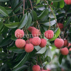 Litchi, Lychee or  Lichi Plant (seed less & air layered) Fruit Plant & Trees
