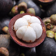 Mangosteen Plant