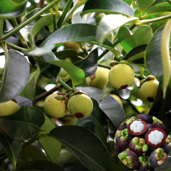 Mangosteen Plant