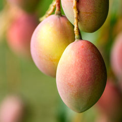 Miyazaki Mango Plant (Grafted)