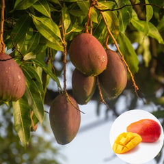 Miyazaki Mango Plant (Grafted)