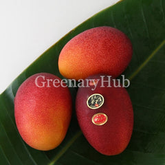 Miyazaki Mango Plant (Grafted)