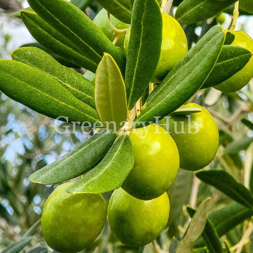 Olive Fruit Plant – (Olea europaea)