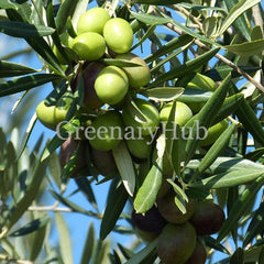 Olive Fruit Plant – (Olea europaea)