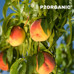 Peach or Aadu Fruit Plant – Grafted Peach Tree